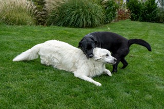 Weißer und schwarzer Hund raufen im Garten