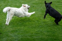 Zwei Hunde springen spielend aufeinander zu