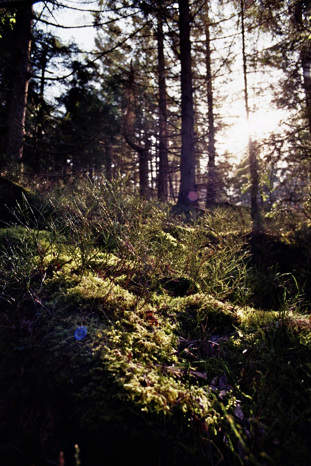 Moosiger Waldboden im Gegenlicht