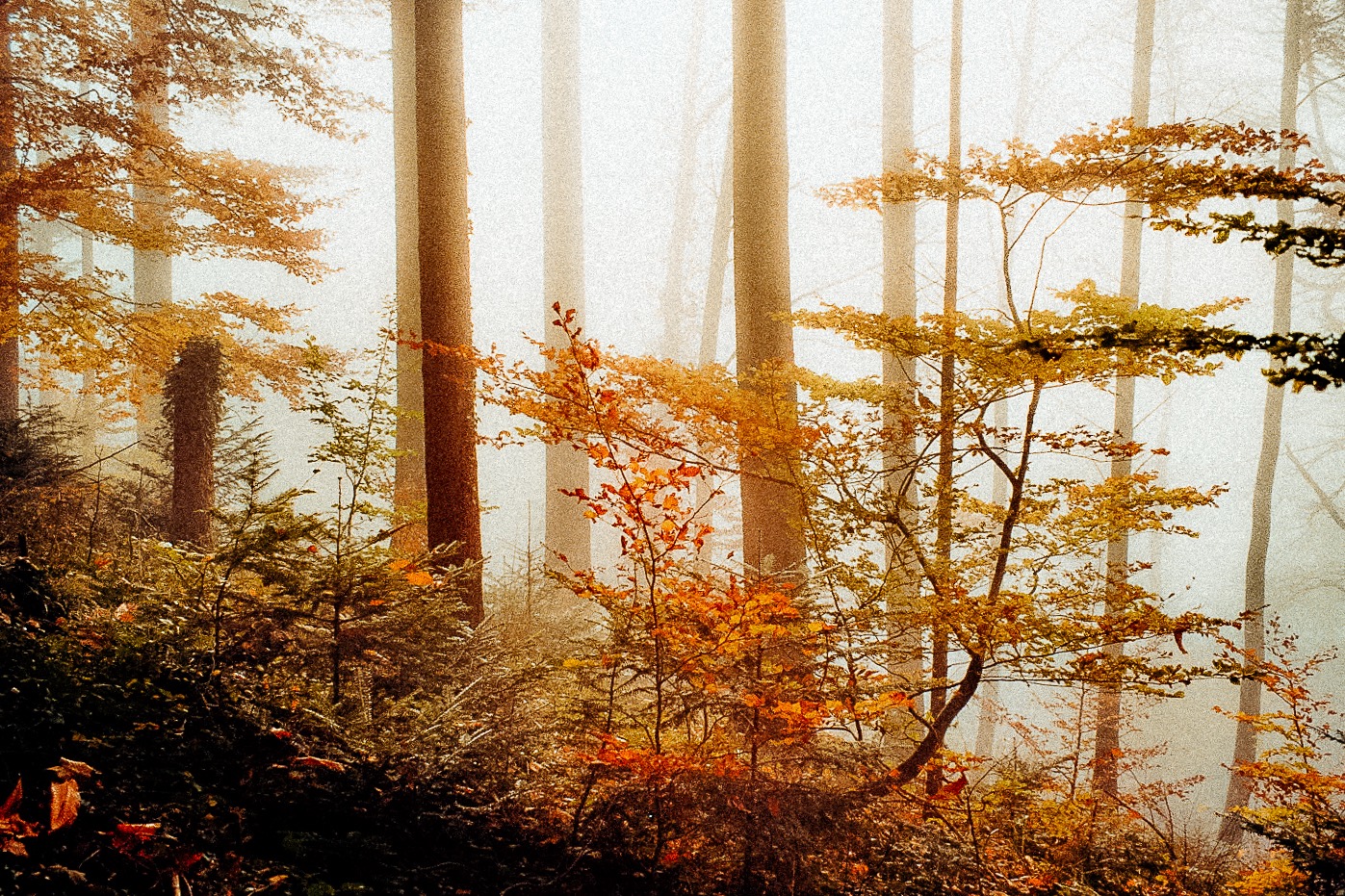 Herbstwald im Nebel