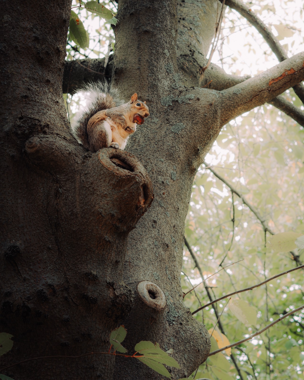 Eichhörnchen in einer Baumgabel