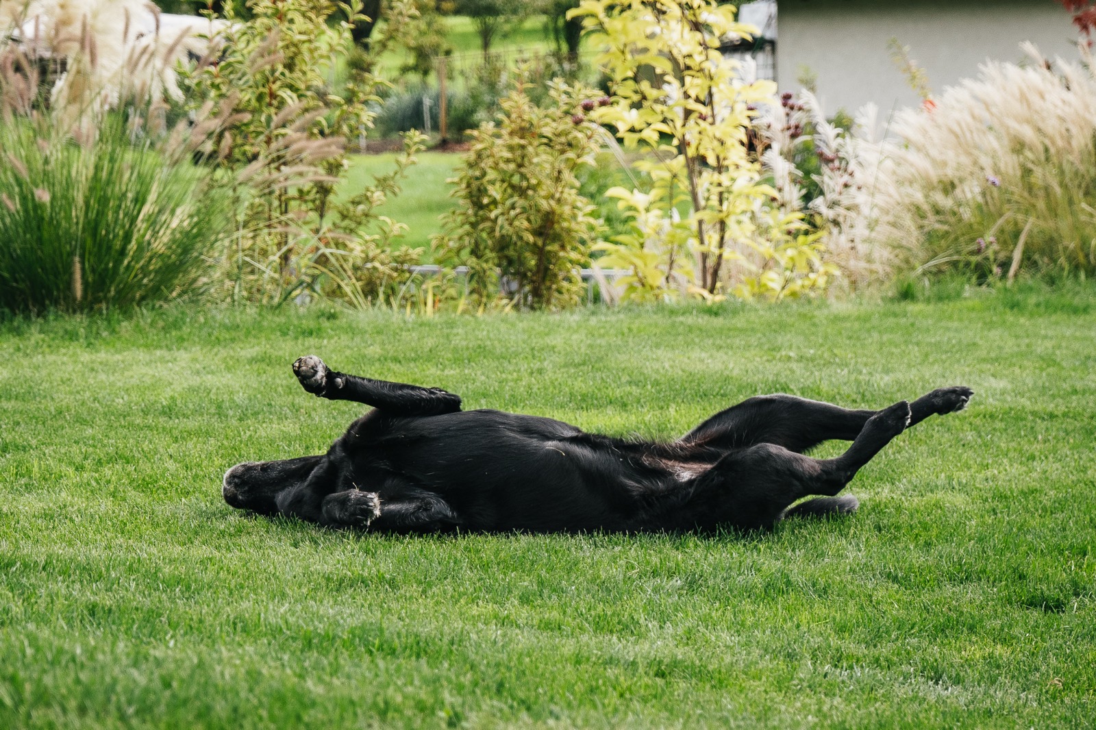 Schwarzer Labrador wälzt sich im Gras