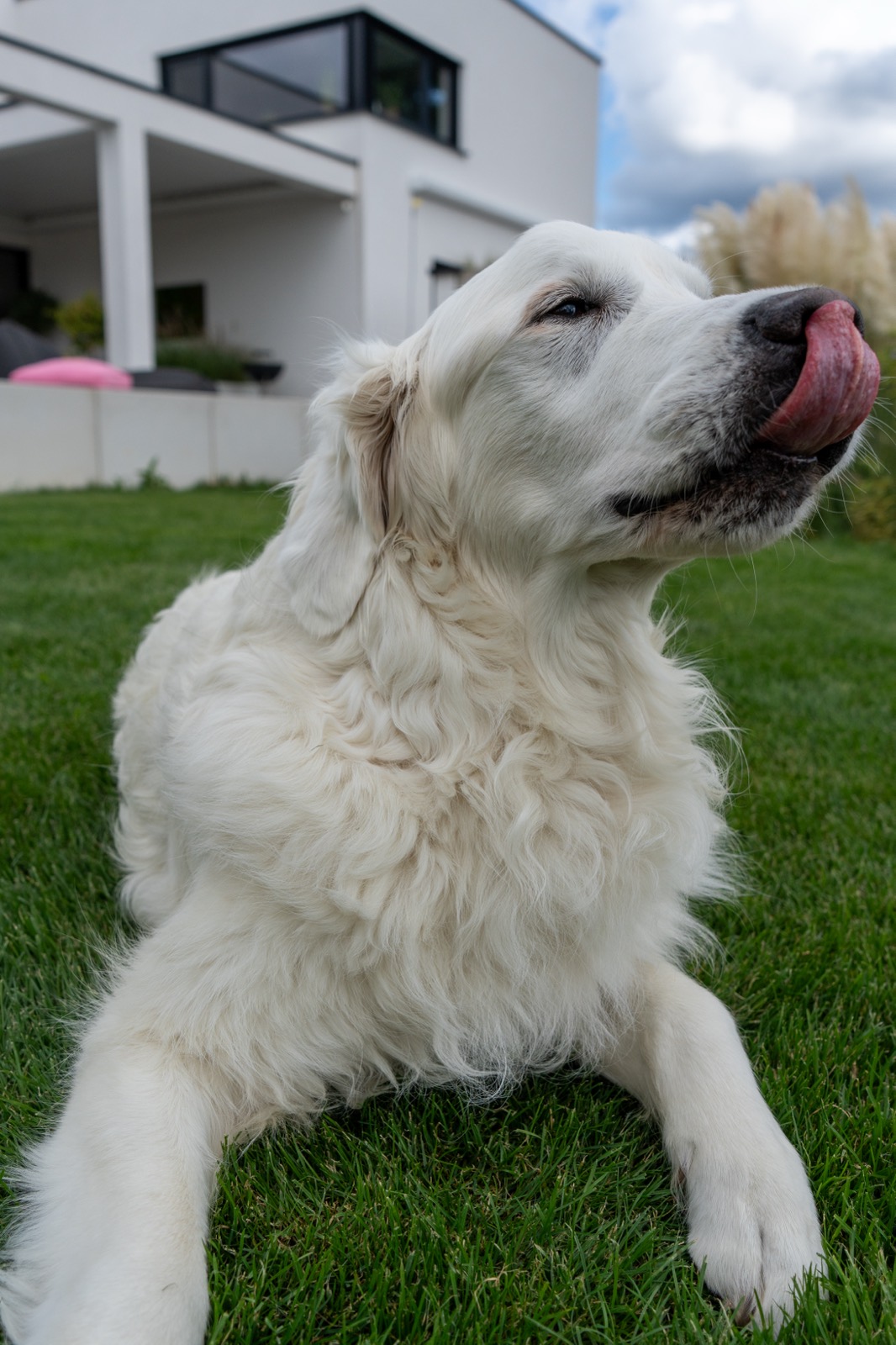 Weißer Hund liegt im Gras und leckt sich die Schnauze