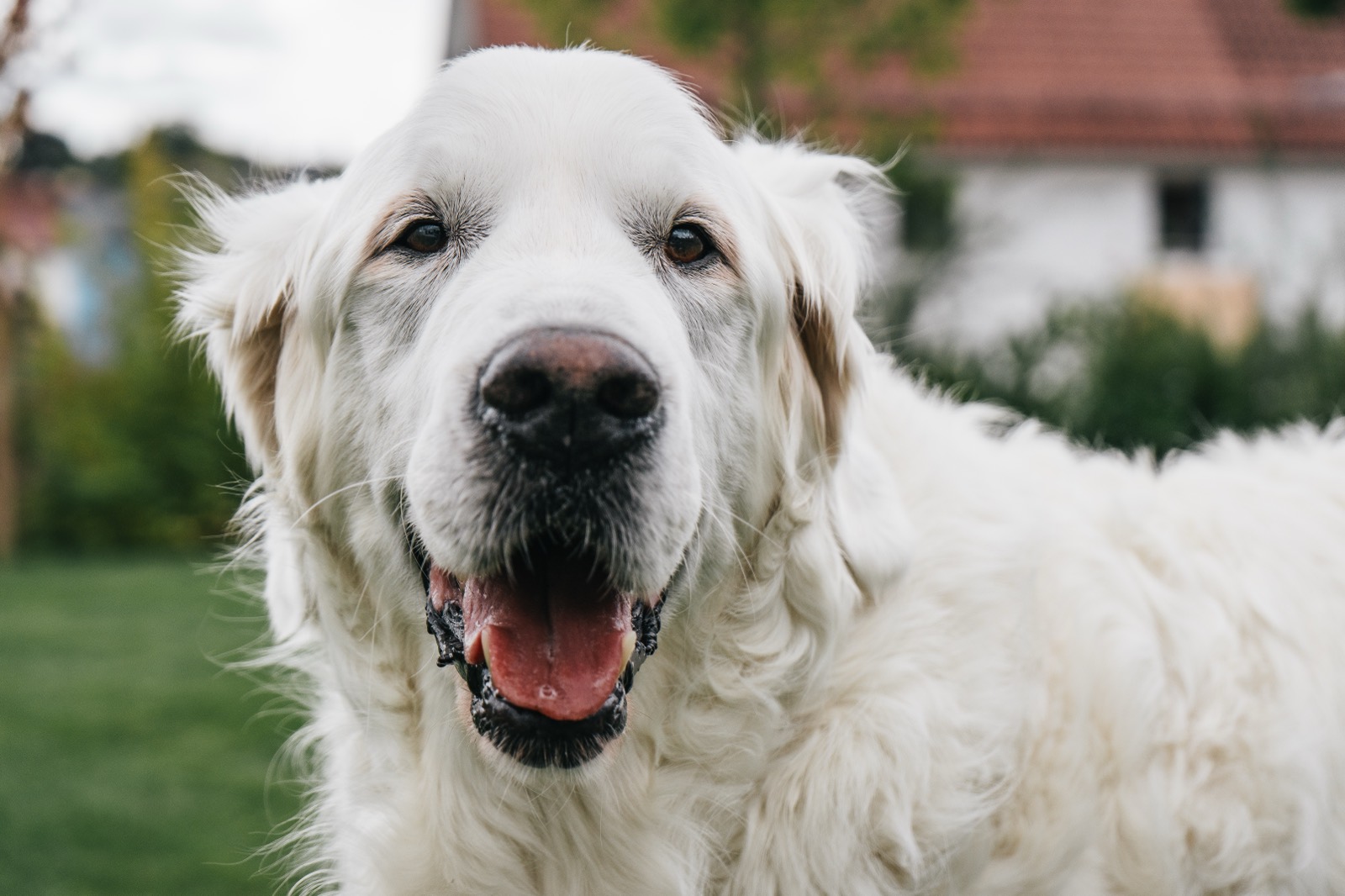 Weißer Hund lacht in die Kamera