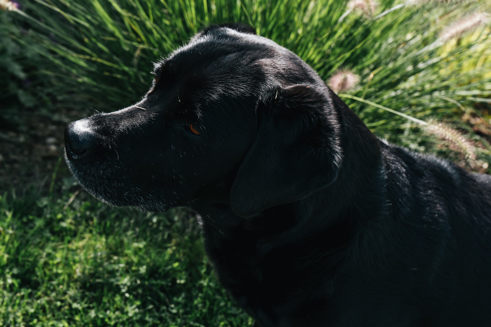 Schwarzer Labrador im Profil vor Gräsern
