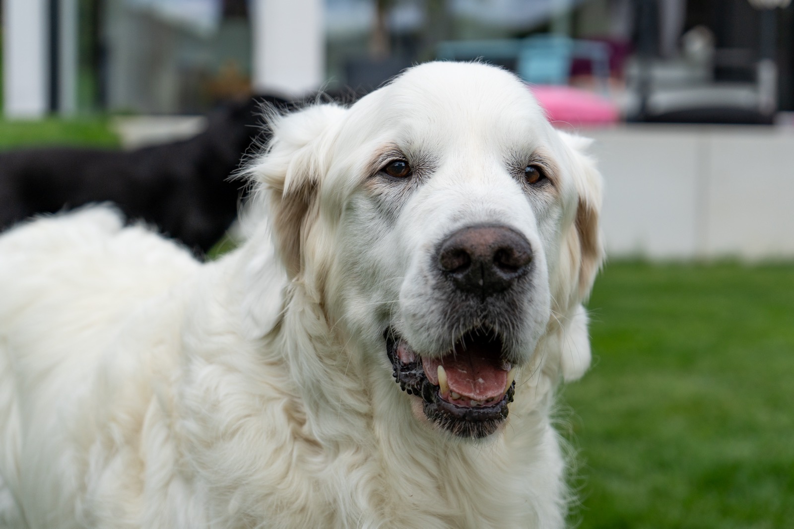 Weißer Hund mit offenem Maul im Garten