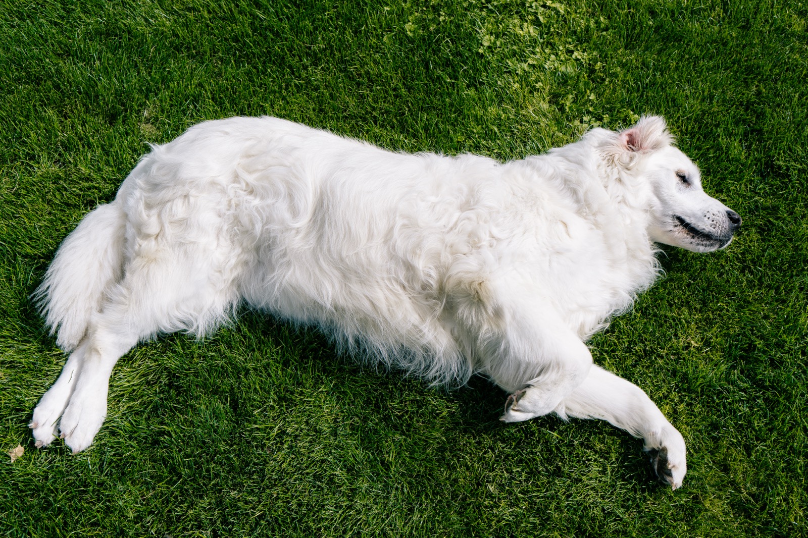 Weißer Hund liegt ausgestreckt im Gras