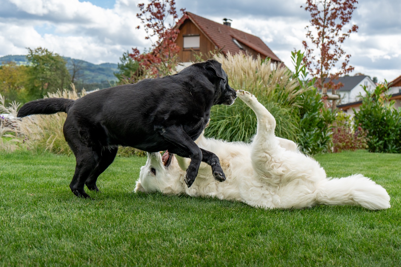 Schwarzer Hund springt über den weißen Hund