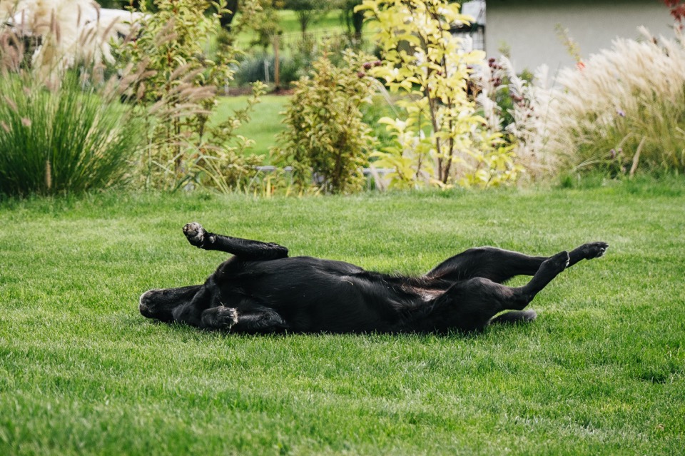 Schwarzer Labrador wälzt sich im Gras