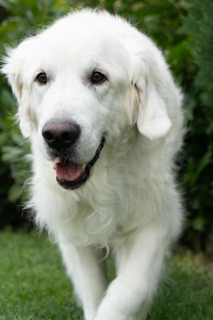 Weißer Hund läuft auf die Kamera zu
