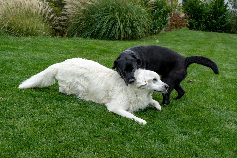 Weißer und schwarzer Hund raufen im Garten