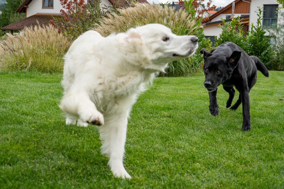 Zwei Hunde laufen über den Rasen