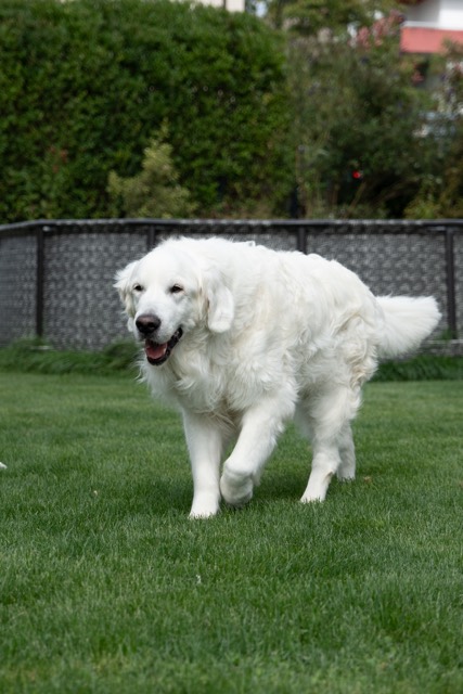 Weißer Hund läuft über den Rasen