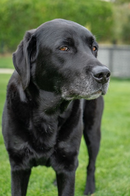 Schwarzer Labrador steht im Gras