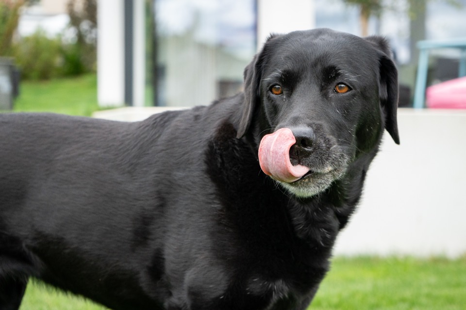 Schwarzer Labrador leckt sich die Schnauze