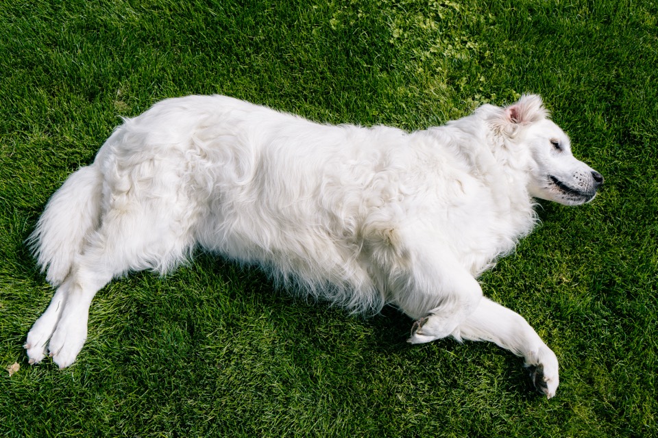 Weißer Hund liegt ausgestreckt im Gras