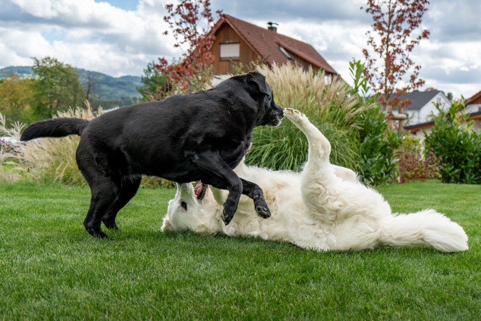 Schwarzer Hund springt über den weißen Hund
