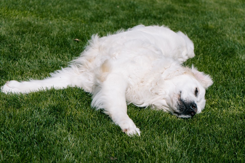 Weißer Hund räkelt sich auf dem Rasen